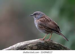 Attēlu rezultāti vaicājumam “Prunella modularis adult”