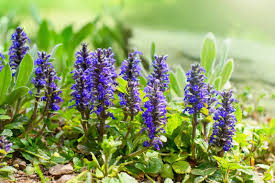 Attēlu rezultāti vaicājumam “Ajuga genevensis leaf”