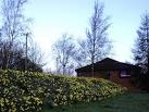 SO5168 : Daffodils next to Travelodge. near to Woofferton, Shropshire, - via Daymix