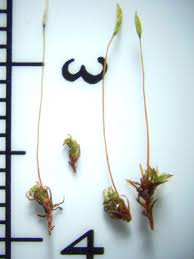 Attēlu rezultāti vaicājumam “Oxystegus tenuirostris”