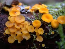 Attēlu rezultāti vaicājumam “Hymenoscyphus calyculus”