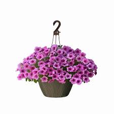 Image result for Petunia