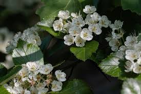 Attēlu rezultāti vaicājumam “Crataegus macracantha flower”