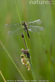 Attēlu rezultāti vaicājumam “Sympetrum danae”