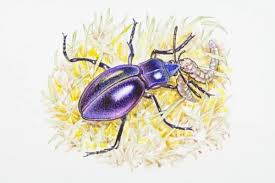 Attēlu rezultāti vaicājumam “Carabus violaceus”