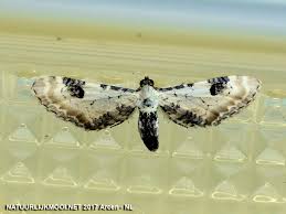 Attēlu rezultāti vaicājumam “Eupithecia centaureata”