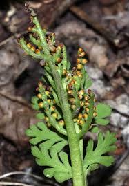 Attēlu rezultāti vaicājumam “Botrychium matricariifolium”
