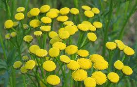 Attēlu rezultāti vaicājumam “Tanacetum vulgare flower”