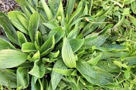 Attēlu rezultāti vaicājumam “Plantago lanceolata leaf”