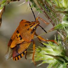 Attēlu rezultāti vaicājumam “Carpocoris sp.”