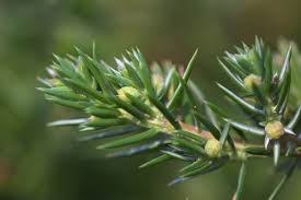 Attēlu rezultāti vaicājumam “Juniperus communis male flower”