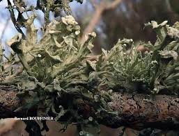Attēlu rezultāti vaicājumam “Ramalina fastigiata”