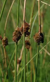 Attēlu rezultāti vaicājumam “Juncus conglomeratus”