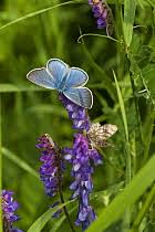 Attēlu rezultāti vaicājumam “Agrodiaetus amandus female”