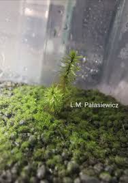 Attēlu rezultāti vaicājumam “Leptobryum pyriforme sporophyte”