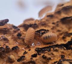 Attēlu rezultāti vaicājumam “Isomira murina”