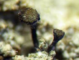 Attēlu rezultāti vaicājumam “Chaenotheca chrysocephala”