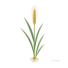 Attēlu rezultāti vaicājumam “Hordeum vulgare fruit”