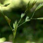 Attēlu rezultāti vaicājumam “Festuca altissima flower”