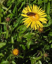 Attēlu rezultāti vaicājumam “Inula salicina flower”