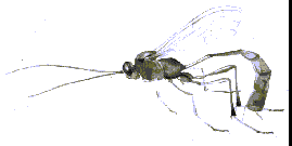 Attēlu rezultāti vaicājumam “Thecabius affinis imago”