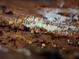 Attēlu rezultāti vaicājumam “Trichia botrytis young”