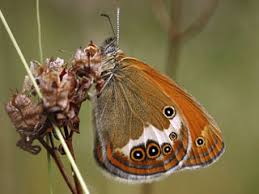 Attēlu rezultāti vaicājumam “Coenonympha arcania underside”