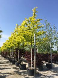 Attēlu rezultāti vaicājumam “Gleditsia triacanthos”