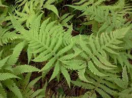 Attēlu rezultāti vaicājumam “Phegopteris connectilis”