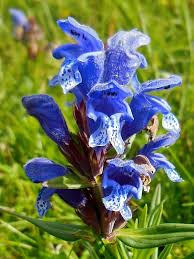 Attēlu rezultāti vaicājumam “Dracocephalum ruyschiana flower”