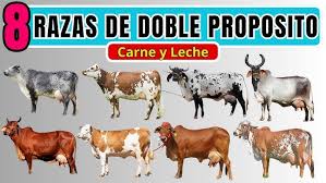 Image result for ganado bovino