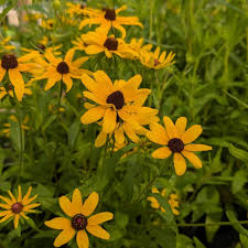 Attēlu rezultāti vaicājumam “Rudbeckia hirta var. hirta”