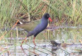 Image result for Porphyrio alleni