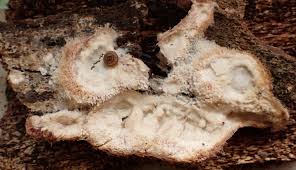 Attēlu rezultāti vaicājumam “Phlebia centrifuga”