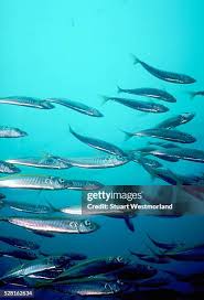 Image result for Clupea pallasii