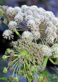 Image result for Heracleum sphondylium