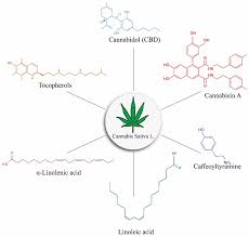 Attēlu rezultāti vaicājumam “Cannabis sativa”