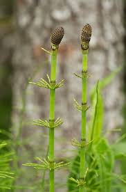 Attēlu rezultāti vaicājumam “Equisetum fluviatile”
