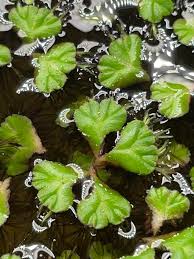 Attēlu rezultāti vaicājumam “Ricciocarpos natans”