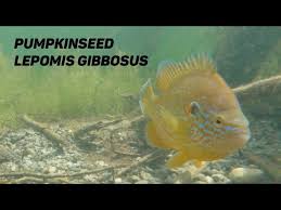 Image result for Lepomis gibbosus