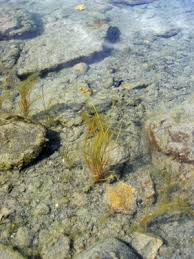 Attēlu rezultāti vaicājumam “Stuckenia filiformis bud”