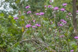 Attēlu rezultāti vaicājumam “Acaulon muticum”