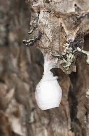 Attēlu rezultāti vaicājumam “Agroeca brunnea”