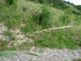 Attēlu rezultāti vaicājumam “Elymus caninus fruit”