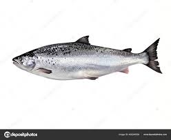 Image result for Salmo salar