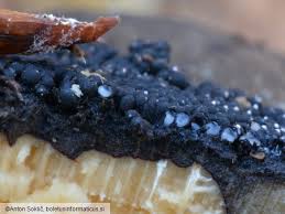 Attēlu rezultāti vaicājumam “Ruzenia spermoides”