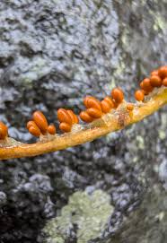 Attēlu rezultāti vaicājumam “Leocarpus fragilis macro”