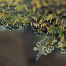 Attēlu rezultāti vaicājumam “Physarum viride var. aurantium spores”