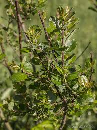Attēlu rezultāti vaicājumam “Salix myrsinifolia leaf”