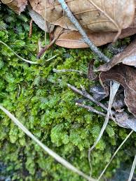 Attēlu rezultāti vaicājumam “Fissidens adianthoides sporophyte”